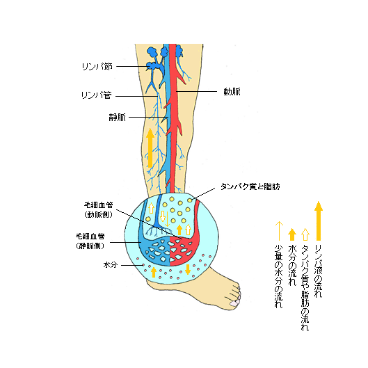 リンパ - コピー (2).png